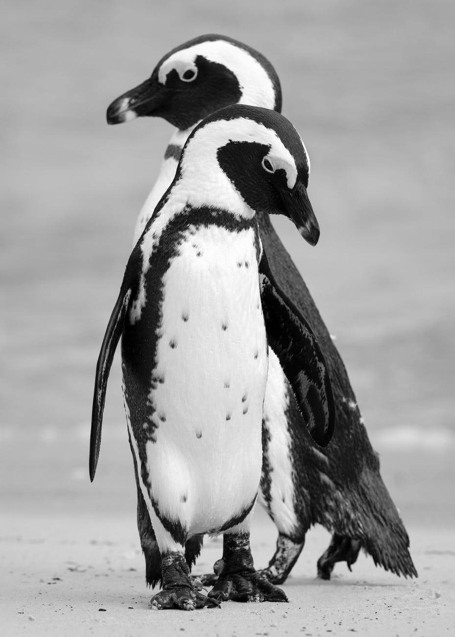 standing two black and white penguins