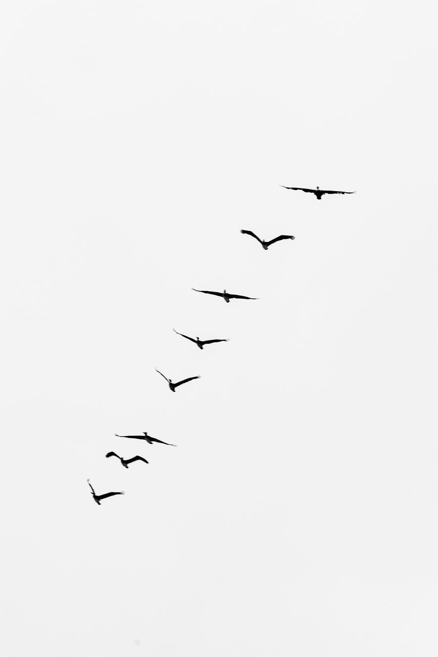 silhouette of flying birds